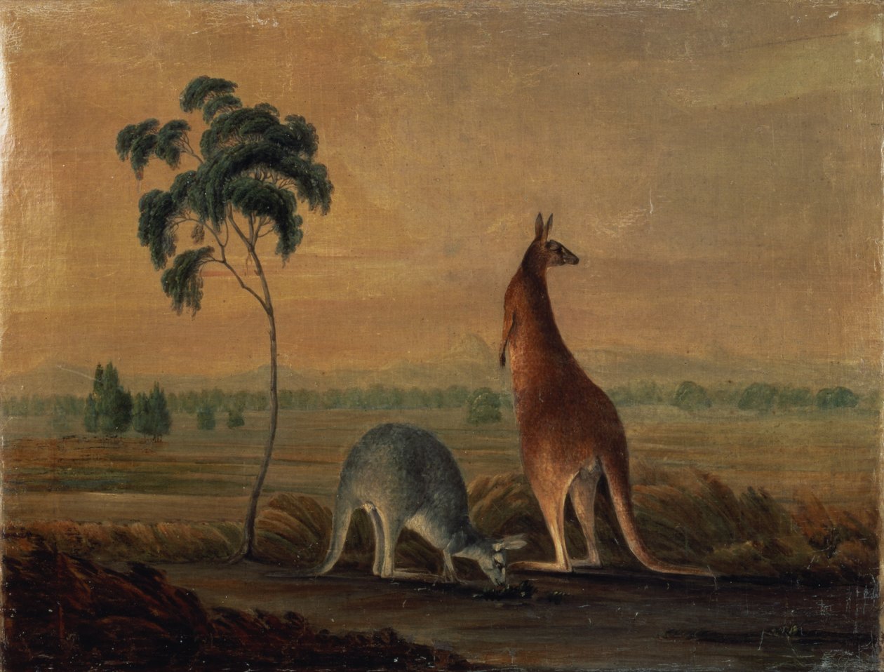 Kenguruk egy tájban, 1819 körül alkotó: John William Lewin