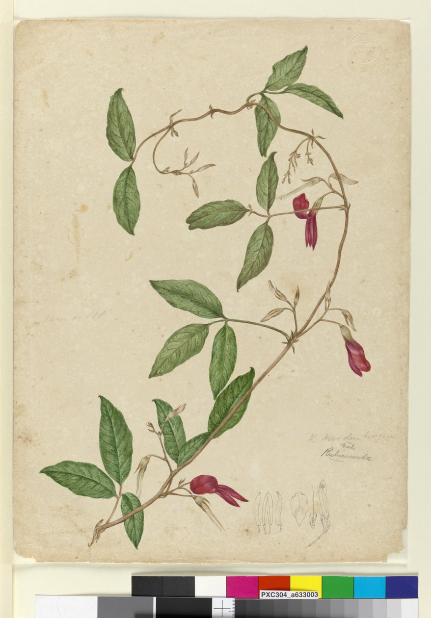 Kennedia rubicunda, 1803-06 körül (wc, toll, tinta és ceruza) alkotó: John William Lewin