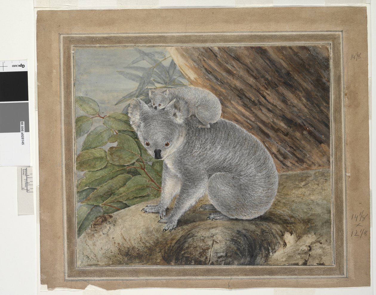 Koala és fiatal, 1803, J.W. Lewin, 1803 (wc és gouache) alkotó: John William Lewin