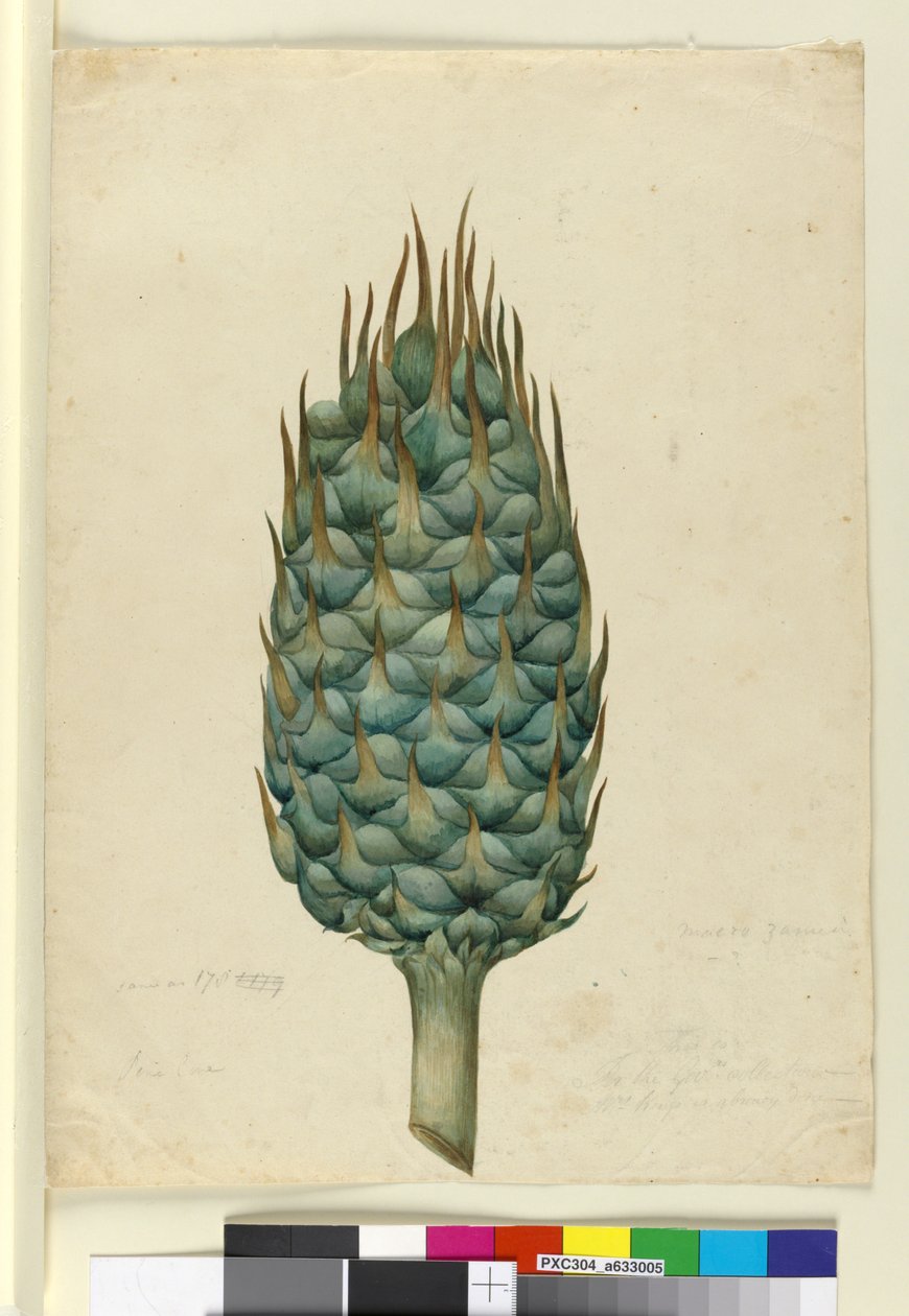 Macrozamia, c.1803-06 (wc, toll, tinta és ceruza) alkotó: John William Lewin