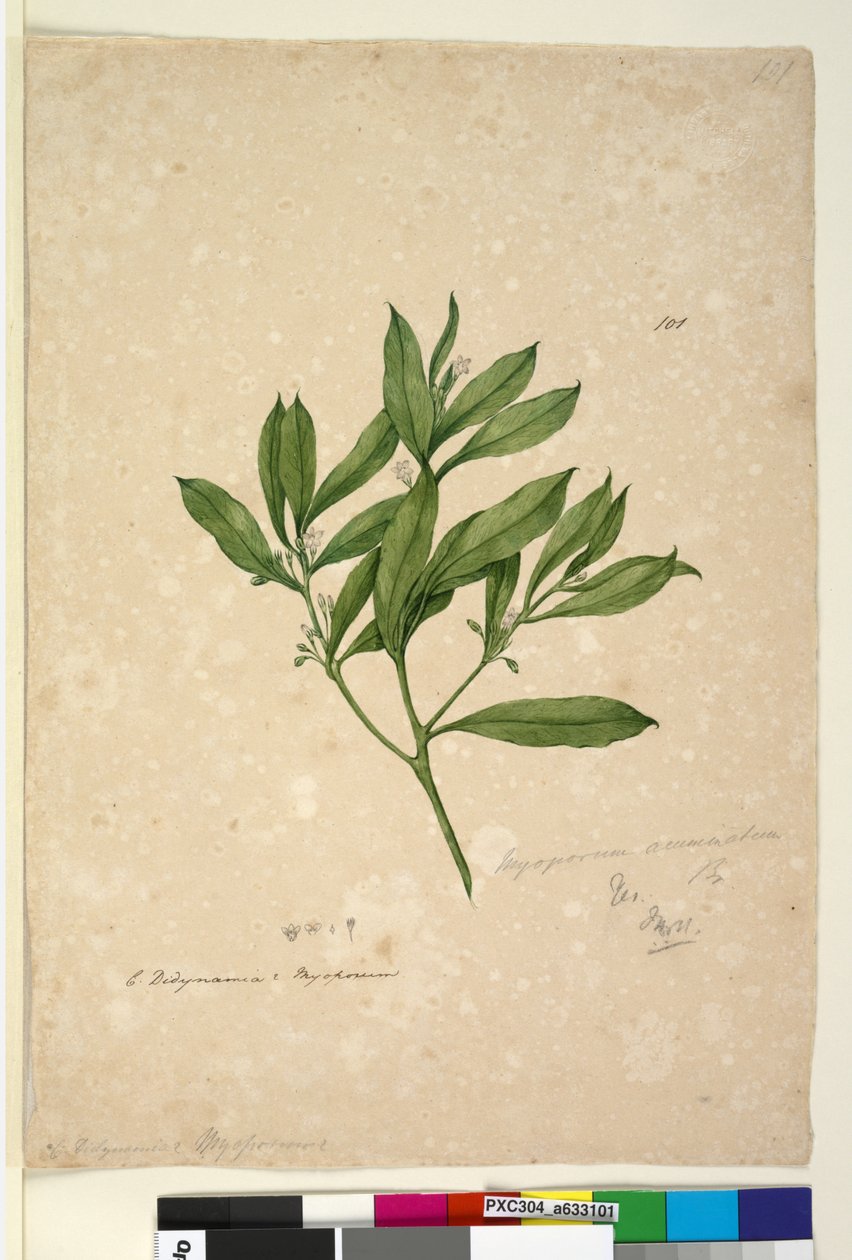 101. oldal Myoporum acuminatum, c.1803-06 (wc, toll, tinta és ceruza) alkotó: John William Lewin
