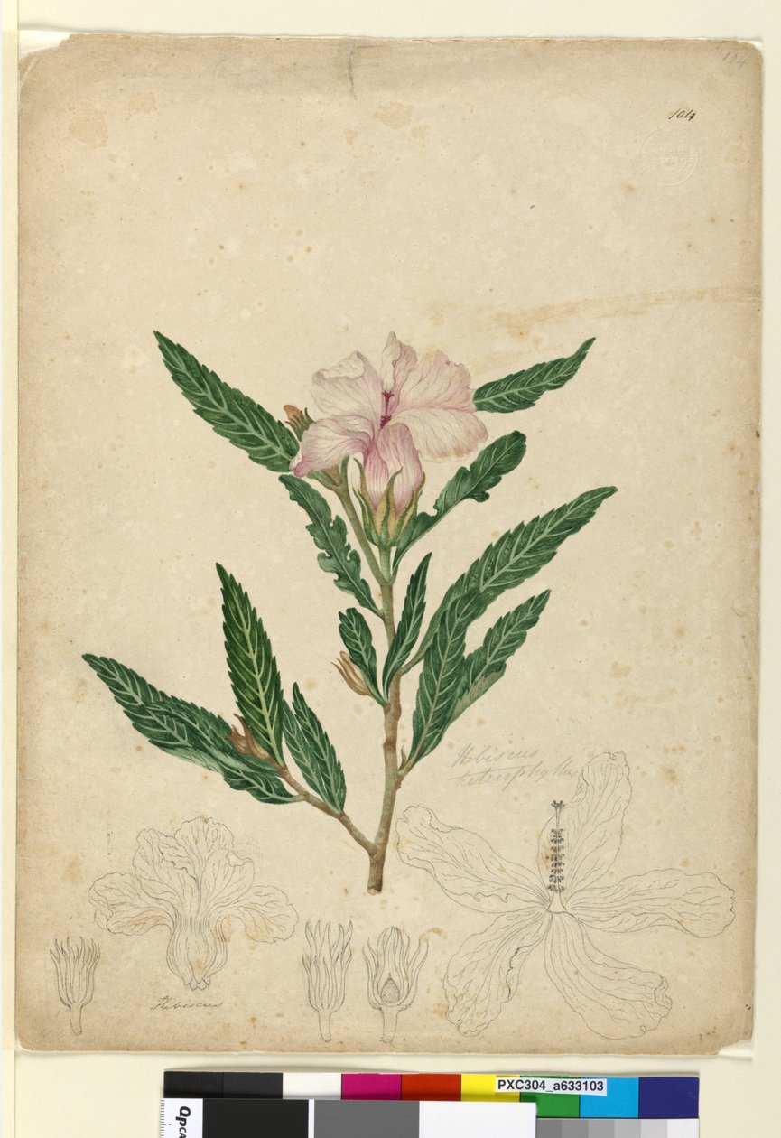 104. oldal Hibiscus heterophyllus, c.1803-06 (wc, toll, tinta és ceruza) alkotó: John William Lewin