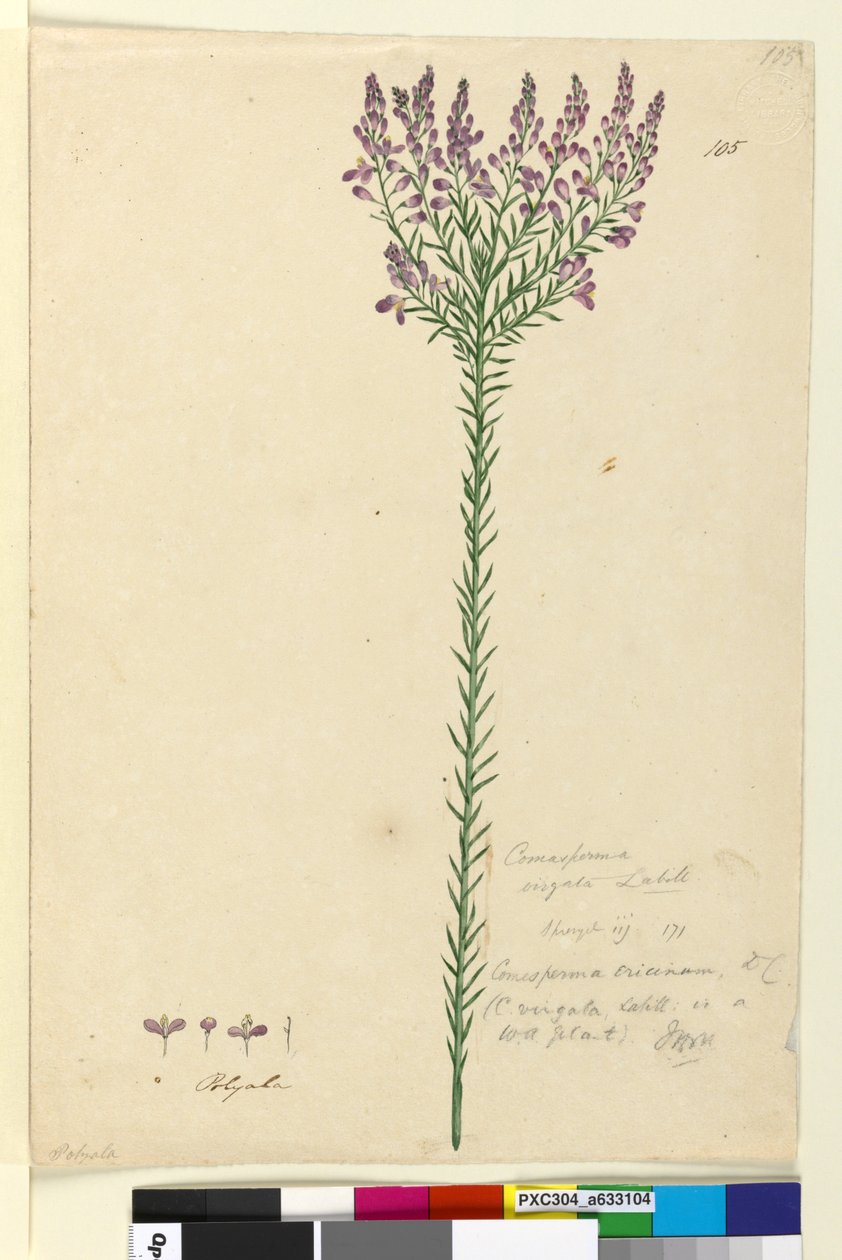 105. oldal Comesperma ericinum, c.1803-06 (wc, toll, tinta és ceruza) alkotó: John William Lewin