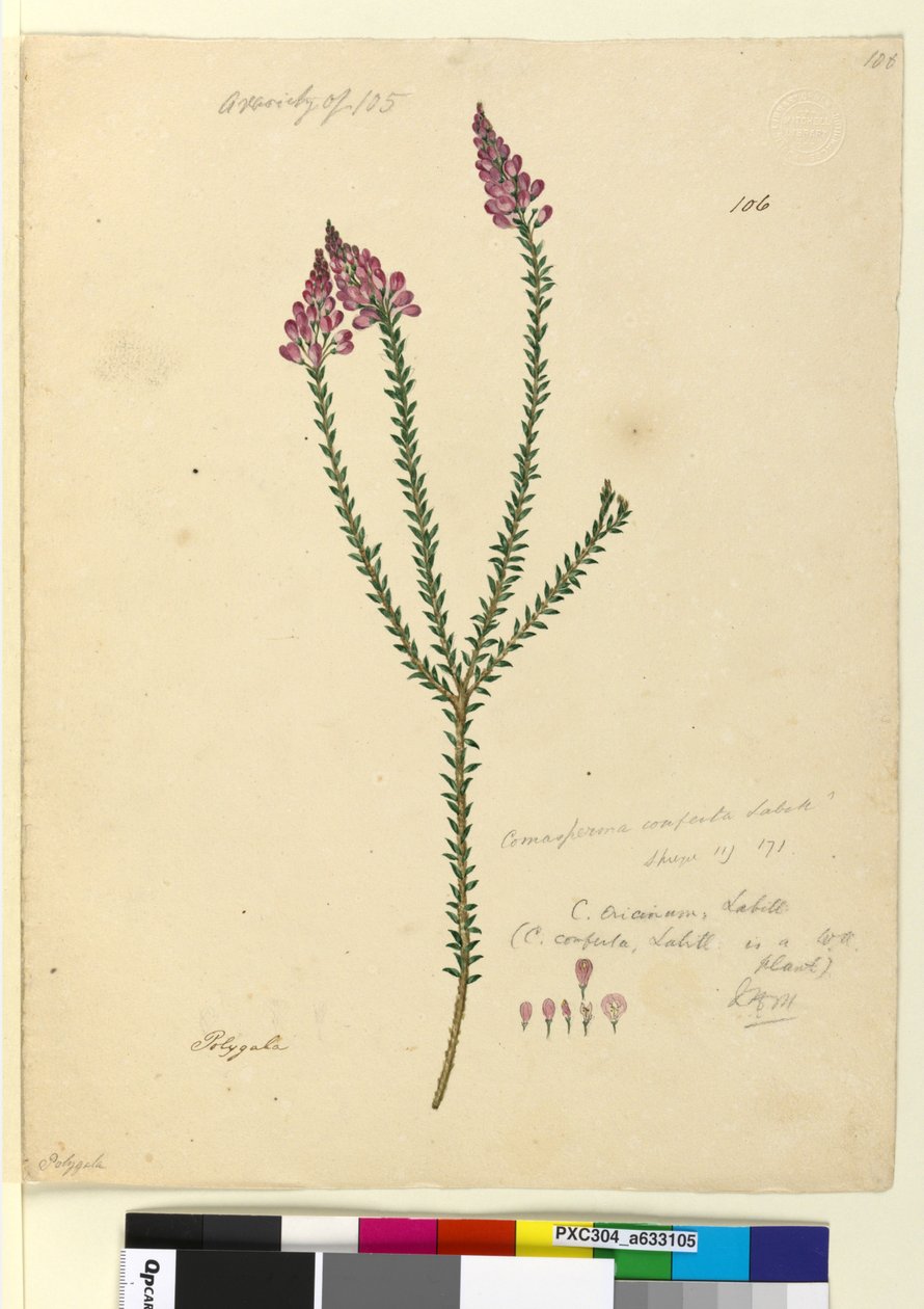 106. oldal Comesperma ericinum, c.1803-06 (wc, toll, tinta és ceruza) alkotó: John William Lewin