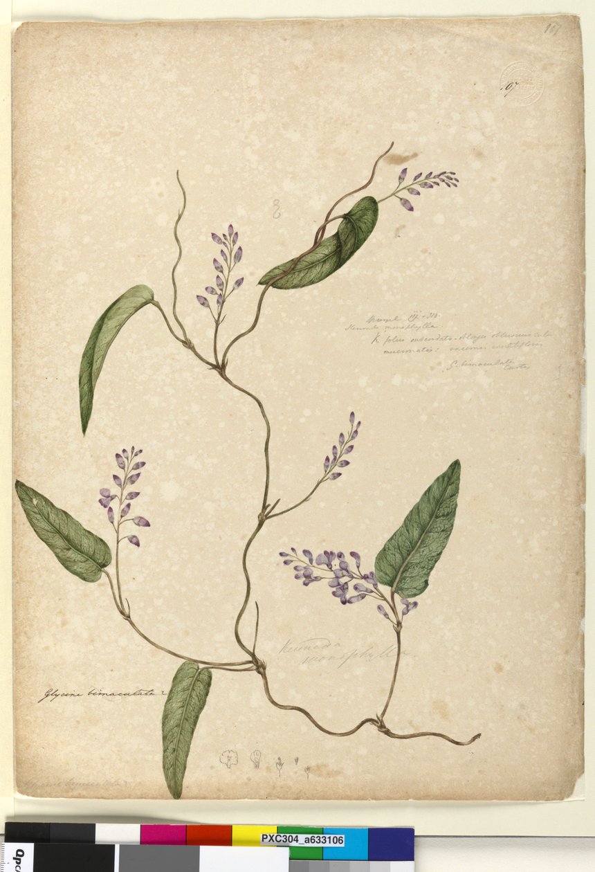 107. oldal Glycine bimaculataGlycine tabacina?, c.1803-06 (wc, toll, tinta és ceruza) alkotó: John William Lewin