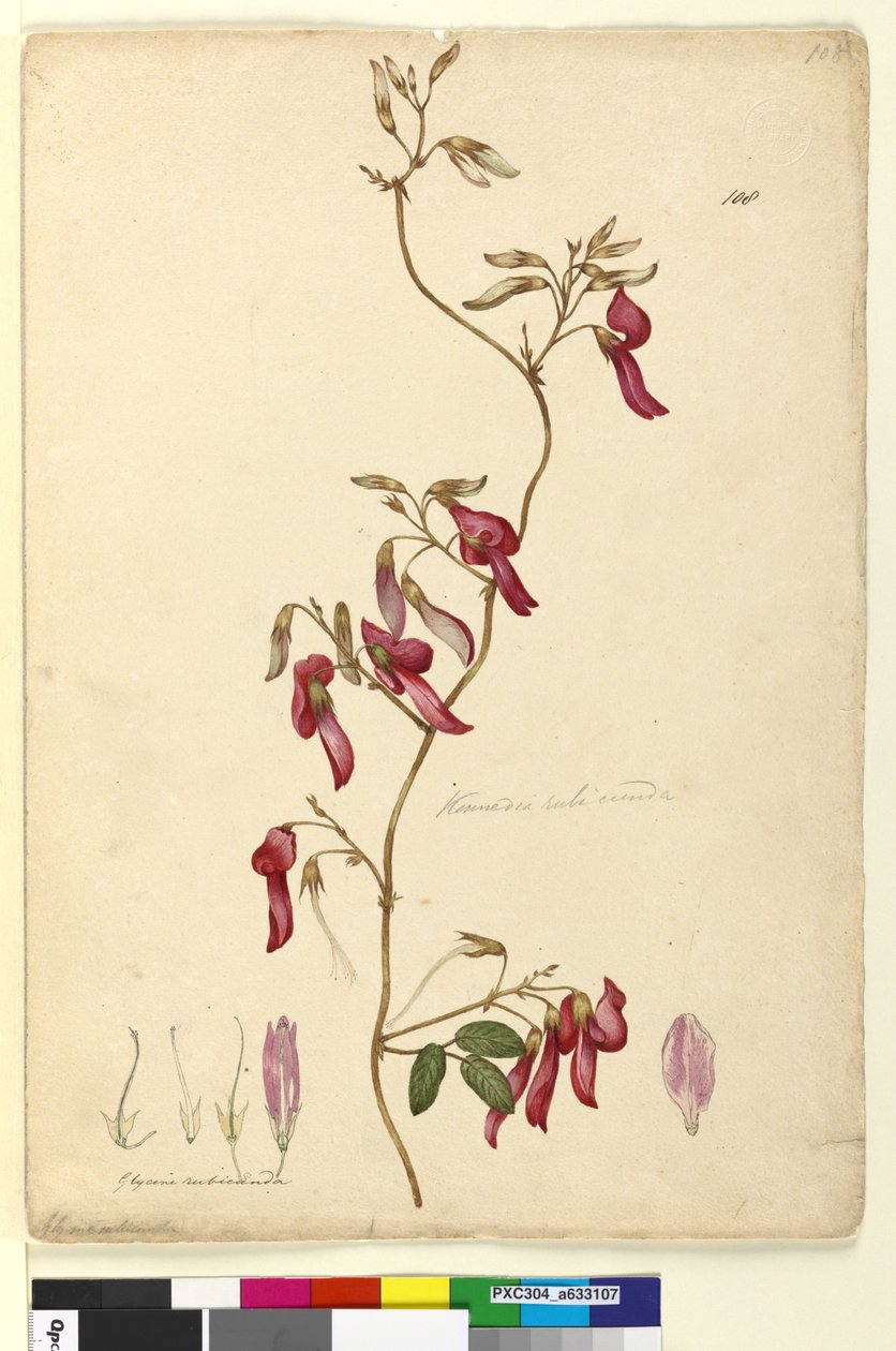 108. oldal Kennedia rubicunda, c.1803-06 (wc, toll, tinta és ceruza) alkotó: John William Lewin