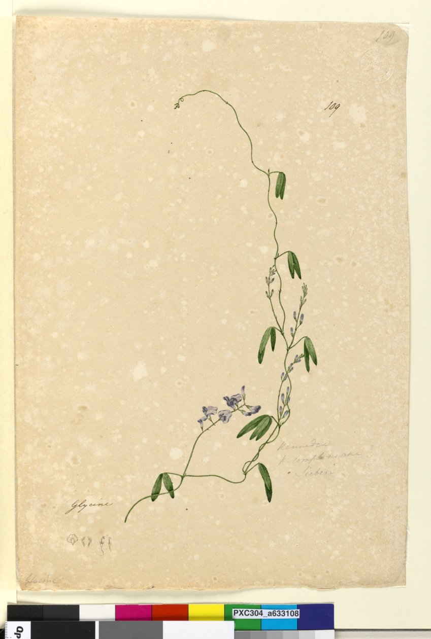 109. oldal Kennedia comptonianaHardenbergia comptoniana, c.1803-06 (wc, toll, tinta és ceruza) alkotó: John William Lewin