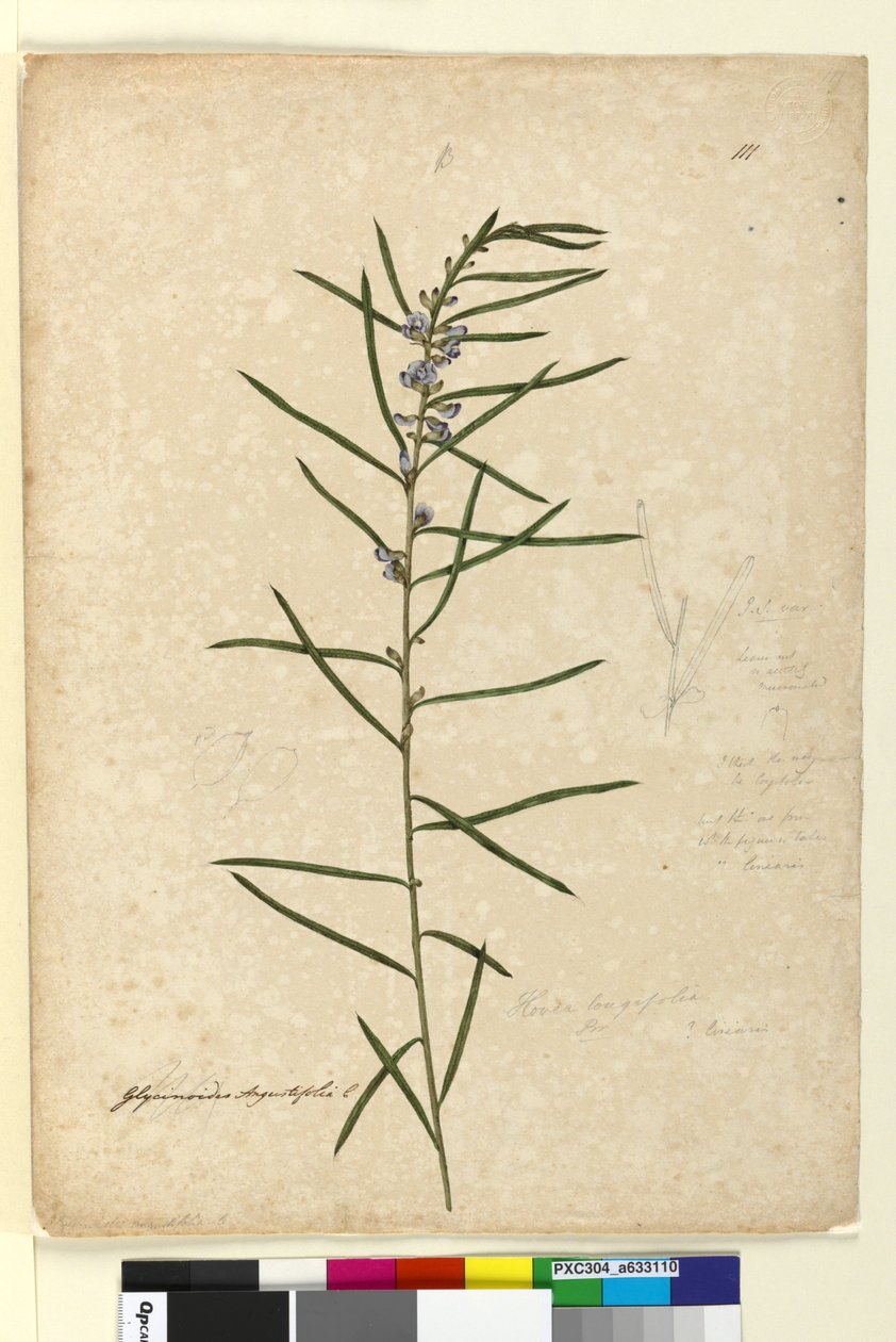 111. oldal Hovea longifolia, c.1803-06 (wc, toll, tinta és ceruza) alkotó: John William Lewin