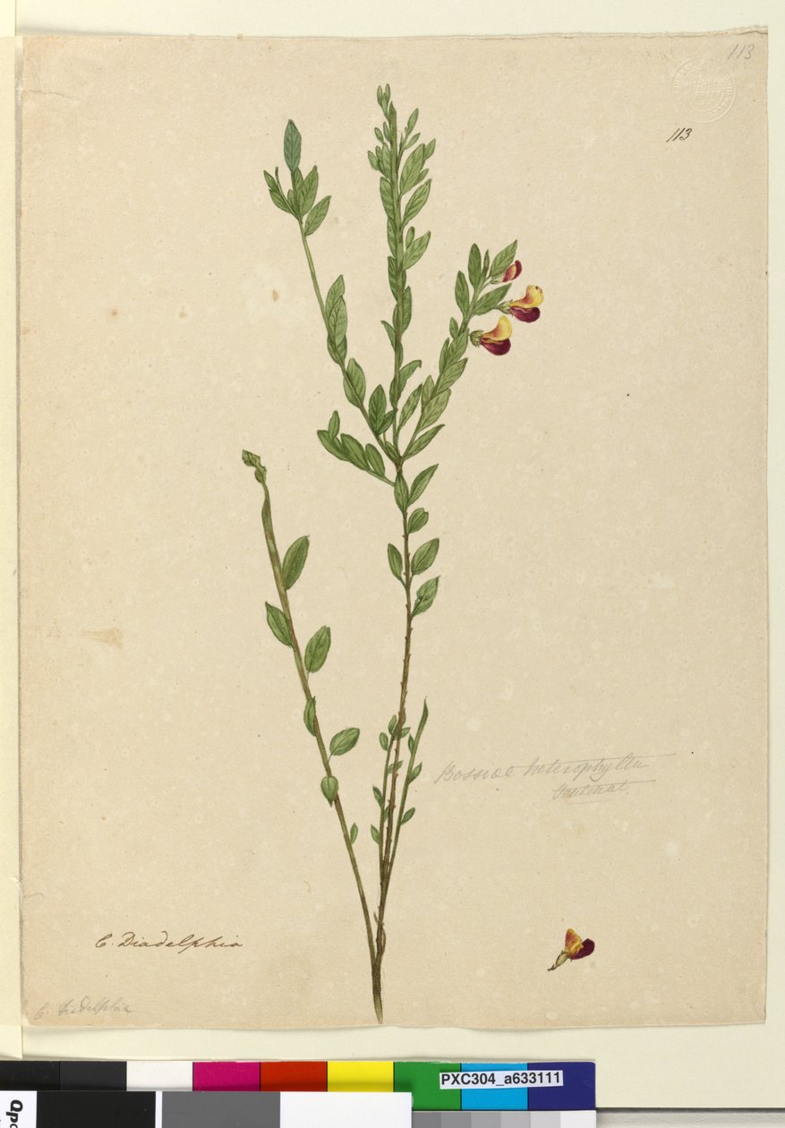 113. oldal. Bossiaea heterophylla, c.1803-06 (wc, toll, tinta és ceruza) alkotó: John William Lewin