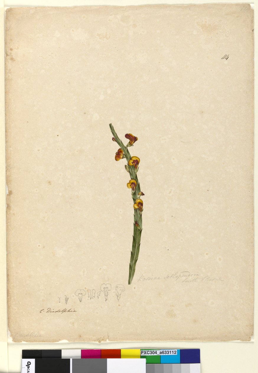 114. oldal. Bossiaea scolopendria, c.1803-06 (wc, toll, tinta és ceruza) alkotó: John William Lewin