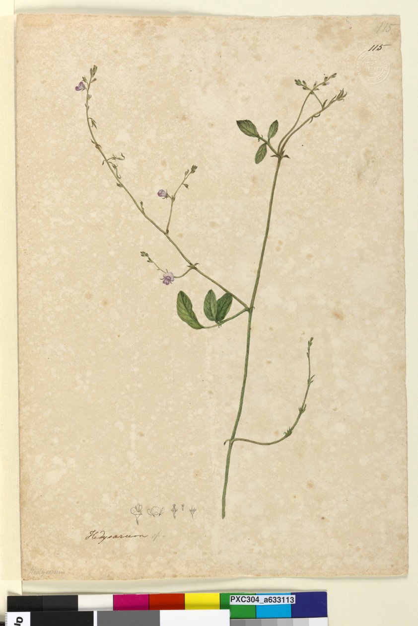 115. oldal Hedysarum, c.1803-06 (wc, toll, tinta és ceruza) alkotó: John William Lewin