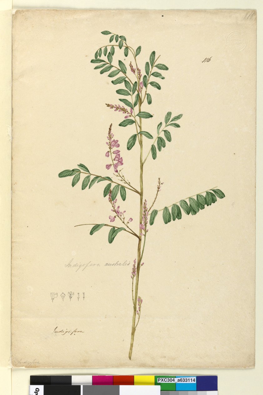 116. oldal Indigofera australis, c.1803-06 (wc, toll, tinta és ceruza) alkotó: John William Lewin
