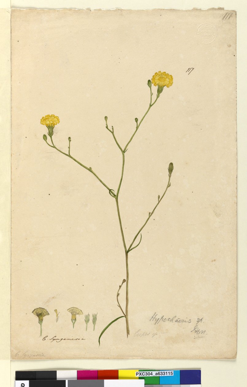 117. oldal. Hypochaeris, c.1803-06 (wc, toll, tinta és ceruza) alkotó: John William Lewin