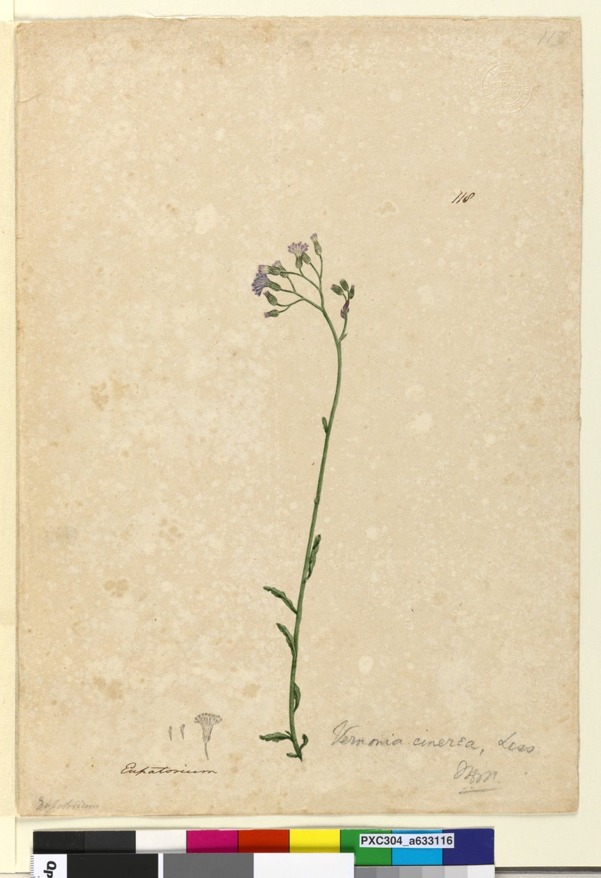 118. oldal Vernonia cinerea, c.1803-06 (wc, toll, tinta és ceruza) alkotó: John William Lewin