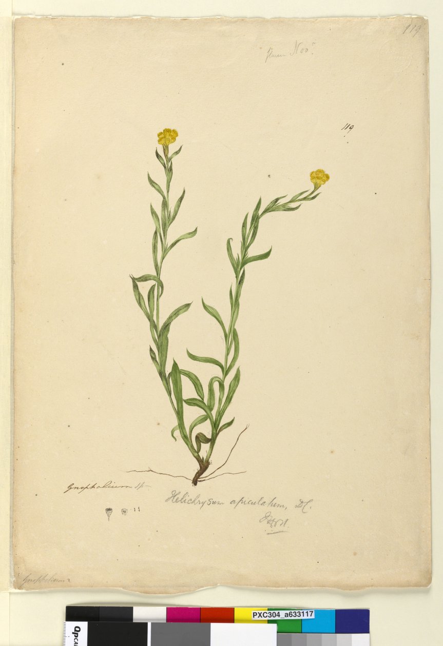 119. oldal Helichrysum apiculatumChrysocephalum apiculatum, c.1803-06 (wc, toll, tinta és ceruza) alkotó: John William Lewin