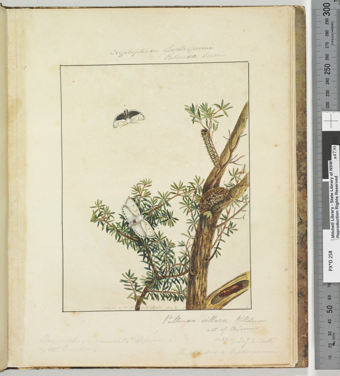 11. oldal. 3. tábla Cryptophasa Septosfermi Pultenae Lewin, 1803-04 (kézzel színezett rézkarcnyomatok) alkotó: John William Lewin