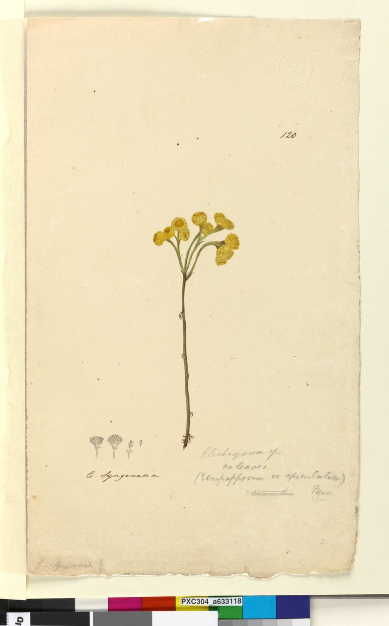 120. oldal Elichrysum, c.1803-06 (wc, toll, tinta és ceruza) alkotó: John William Lewin