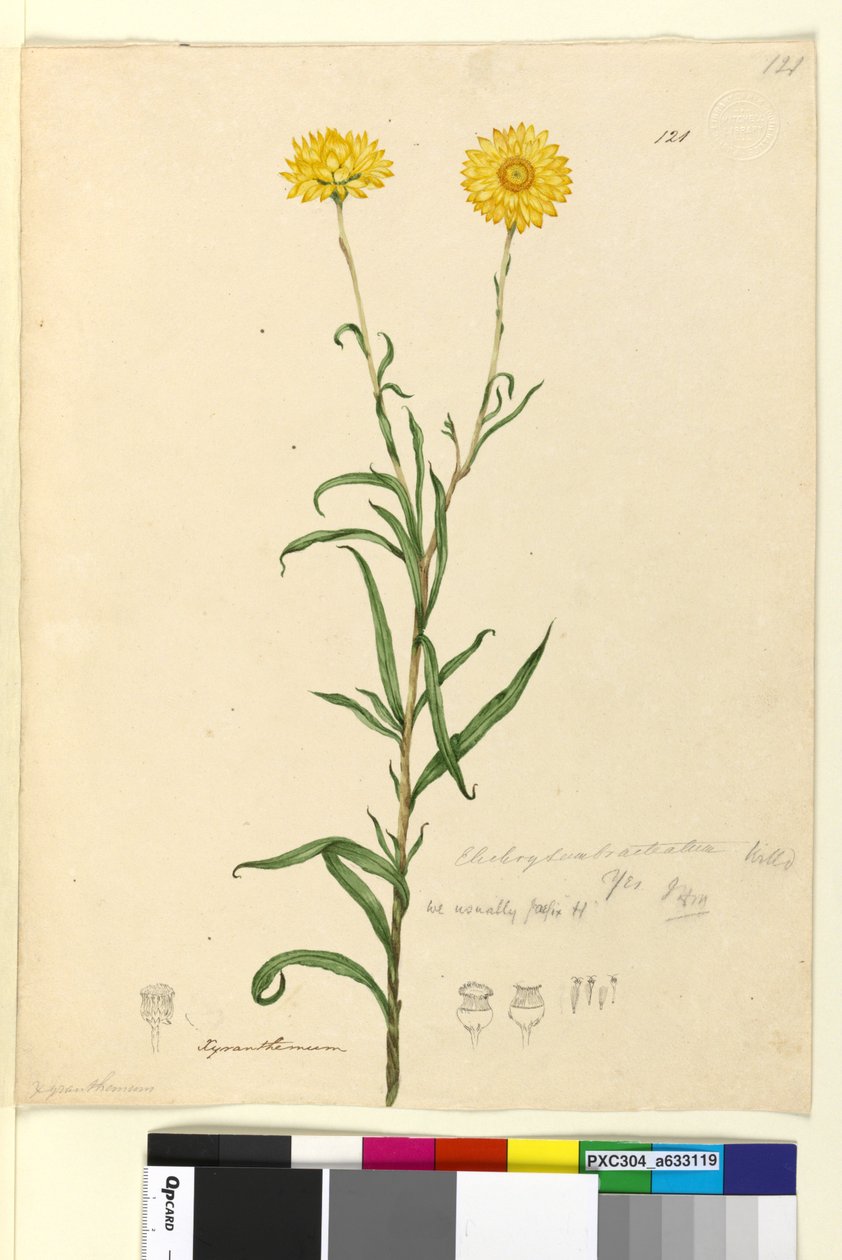 121. oldal Elichrysum bracteatum, 1803-2006 körül (wc, toll, tinta és ceruza) alkotó: John William Lewin