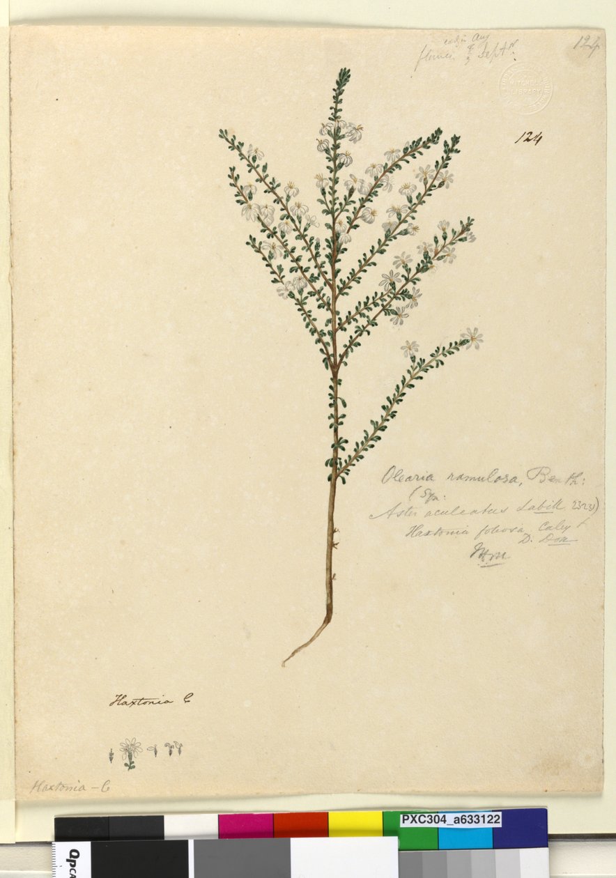 124. oldal Olearia ramulosa, c.1803-06 (wc, toll, tinta és ceruza) alkotó: John William Lewin