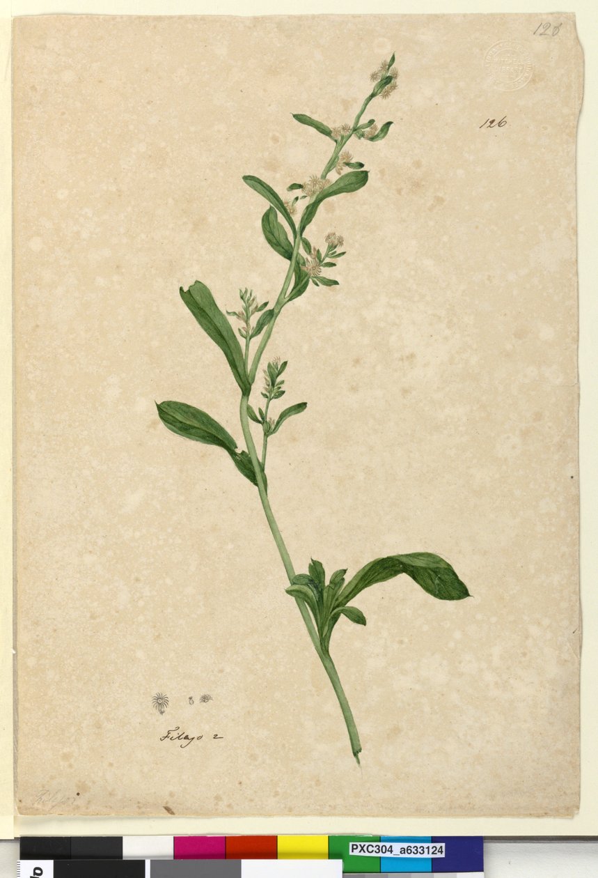 126. oldal Filago, c.1803-06 (wc, toll, tinta és ceruza) alkotó: John William Lewin