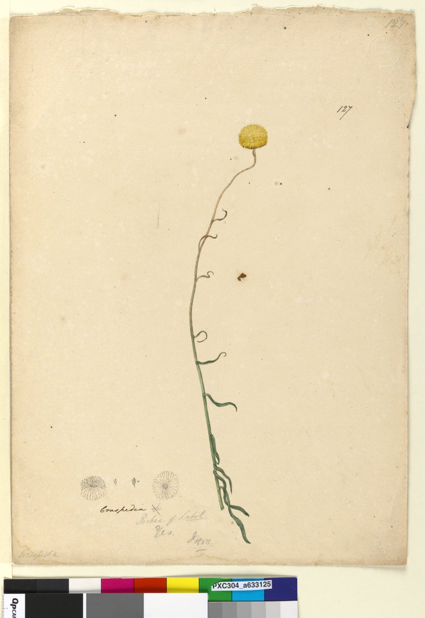 127. oldal. Craspedia, c.1803-06 (wc, toll, tinta és ceruza) alkotó: John William Lewin