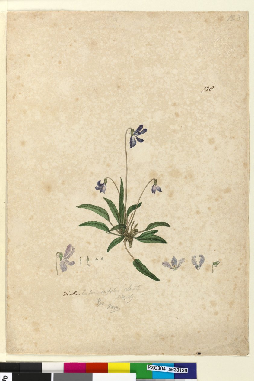 128. oldal Viola betonicifolia, c.1803-06 (wc, toll, tinta és ceruza) alkotó: John William Lewin