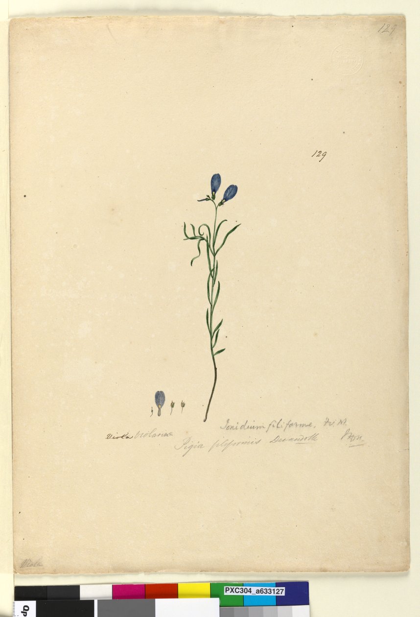 129. oldal. Ionidium filiforme, c.1803-06 (wc, toll, tinta és ceruza) alkotó: John William Lewin