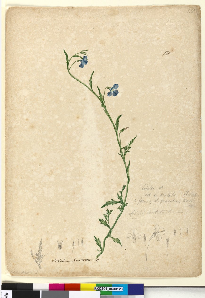 130. oldal Lobelia hostataLobelia gracilis, c.1803-06 (wc, toll, tinta és ceruza) alkotó: John William Lewin