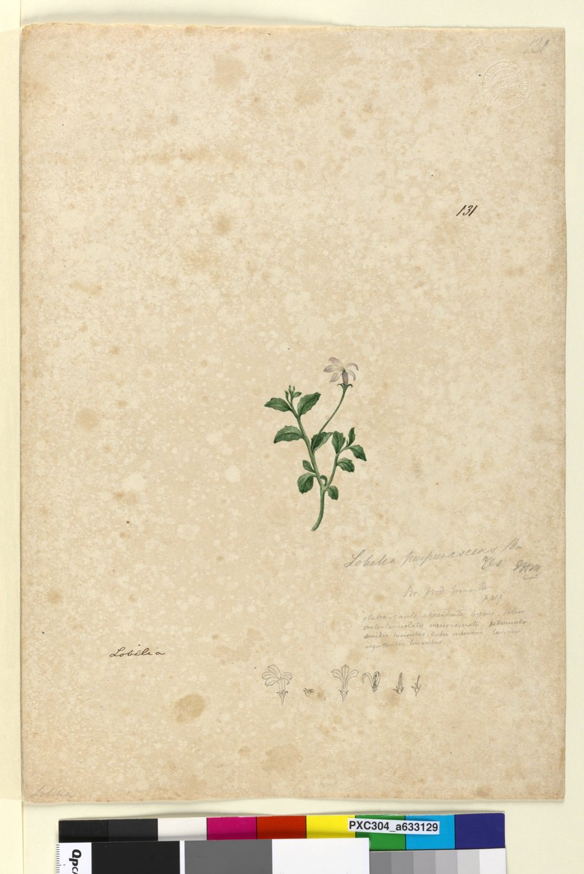 131. oldal. Lobelia purpurascens, 1803-2006 körül (wc, toll, tinta és ceruza) alkotó: John William Lewin
