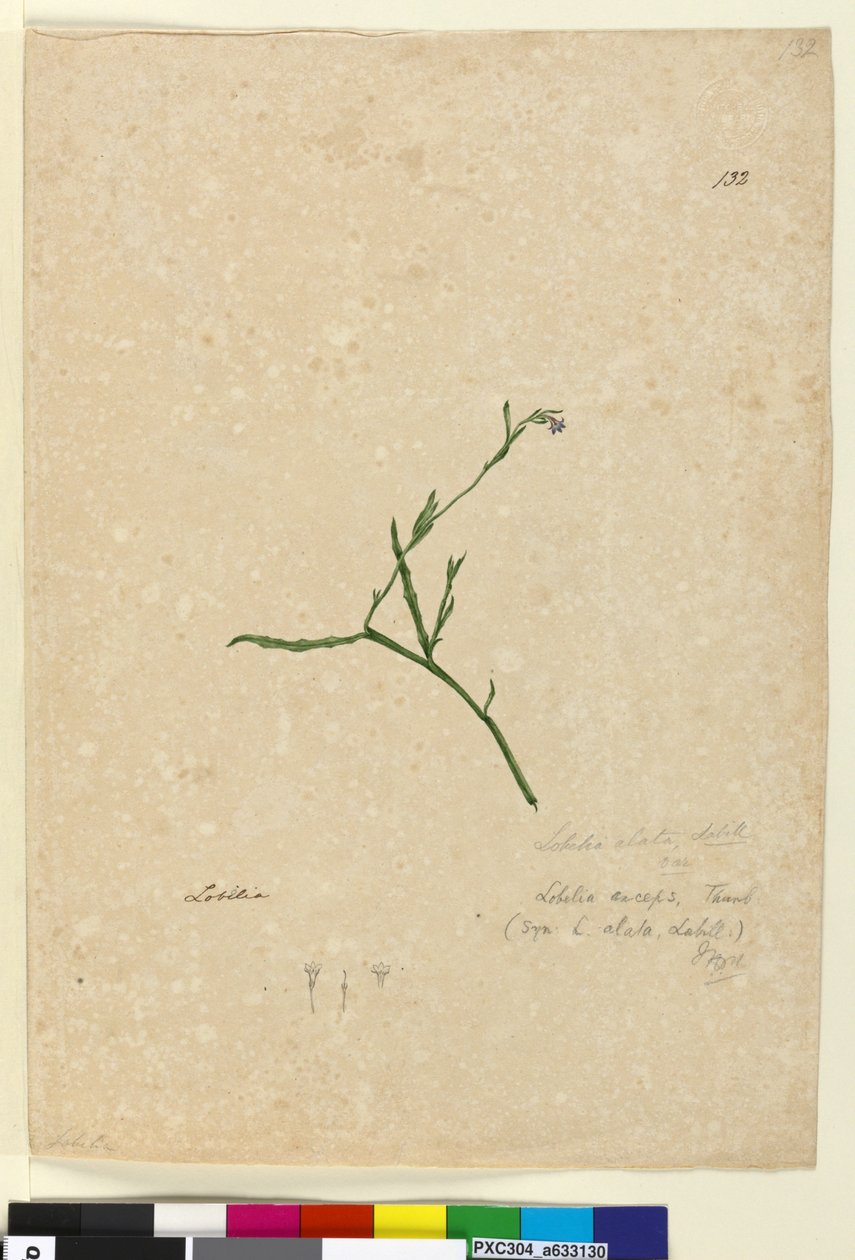 132. oldal Lobelia alata, c.1803-06 (wc, toll, tinta és ceruza) alkotó: John William Lewin