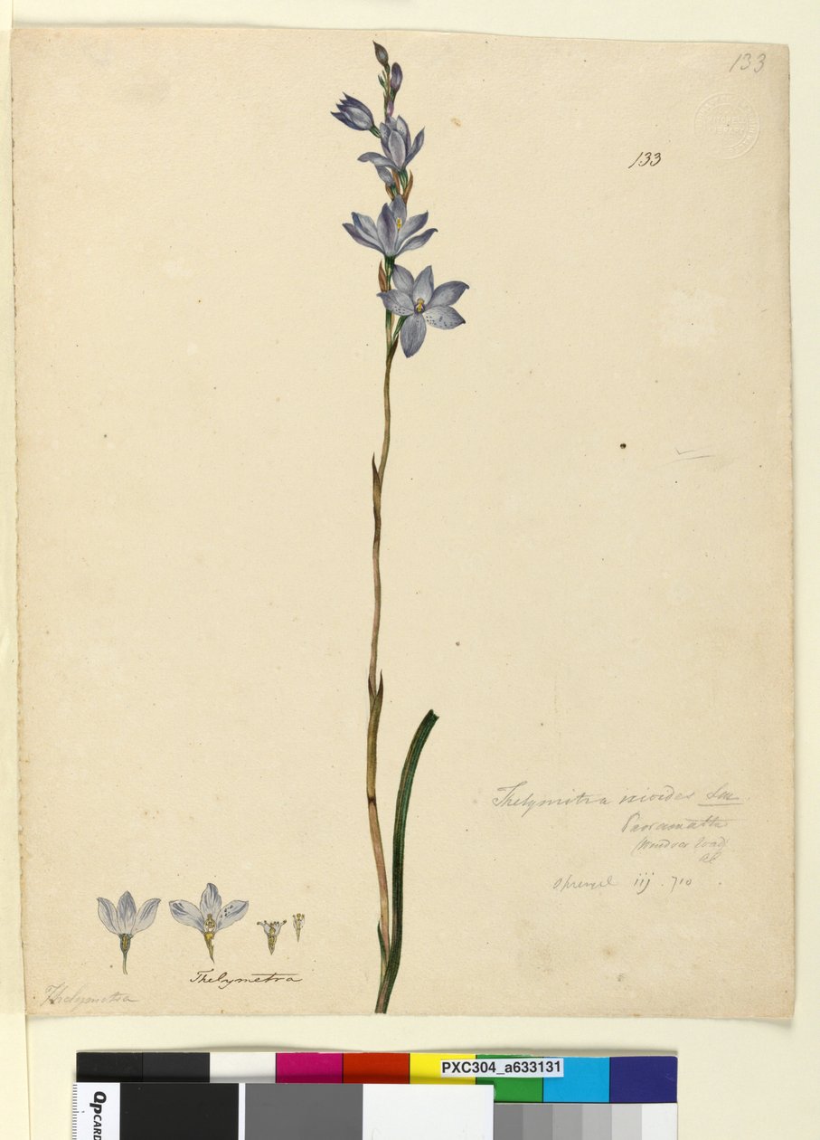 133. oldal Thelymitra ixioides, c.1803-06 (wc, toll, tinta és ceruza) alkotó: John William Lewin