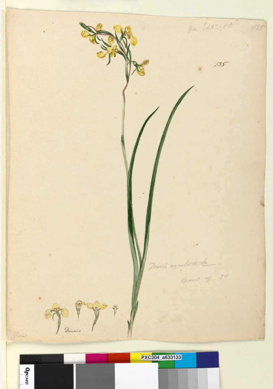 135. oldal. Diuris maculata, c.1803-06 (wc, toll, tinta és ceruza) alkotó: John William Lewin