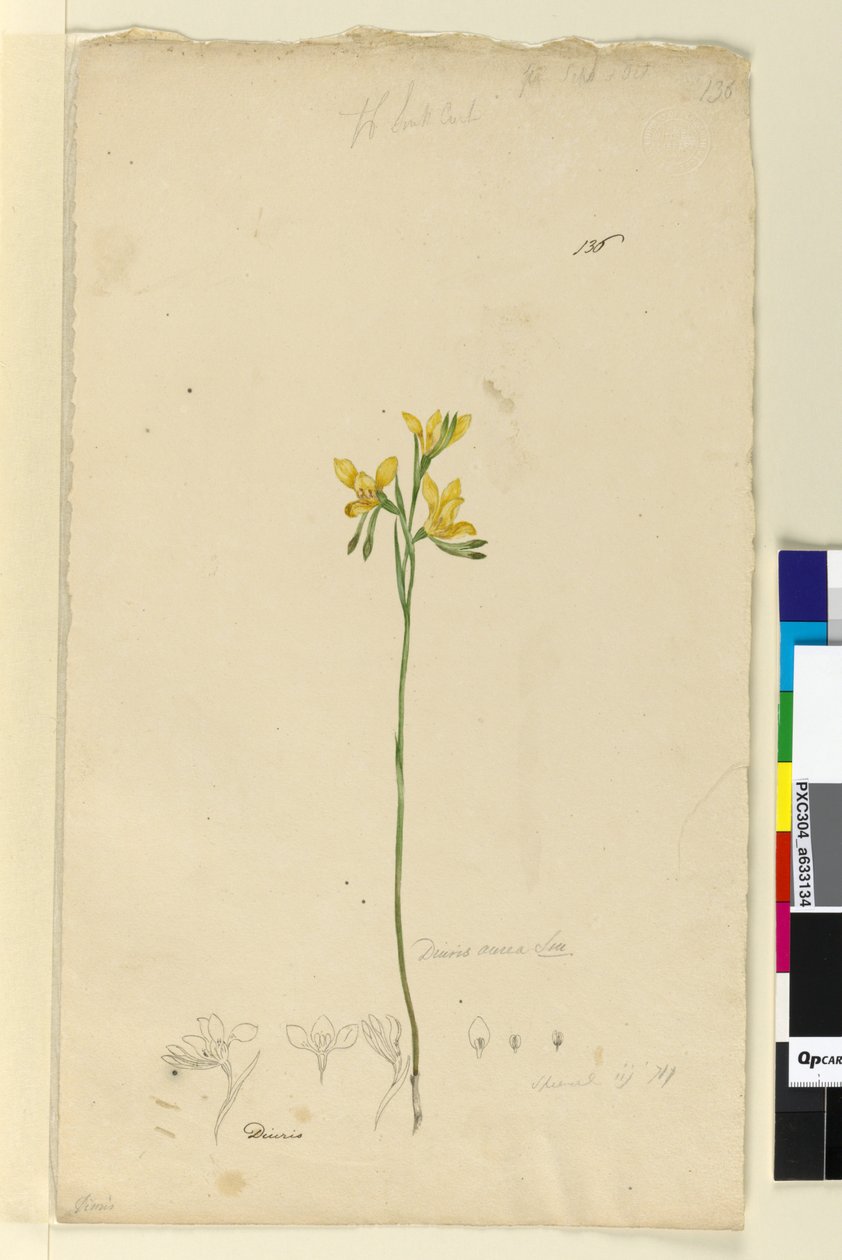 136. oldal Diuris aurea, c.1803-06 (wc, toll, tinta és ceruza) alkotó: John William Lewin