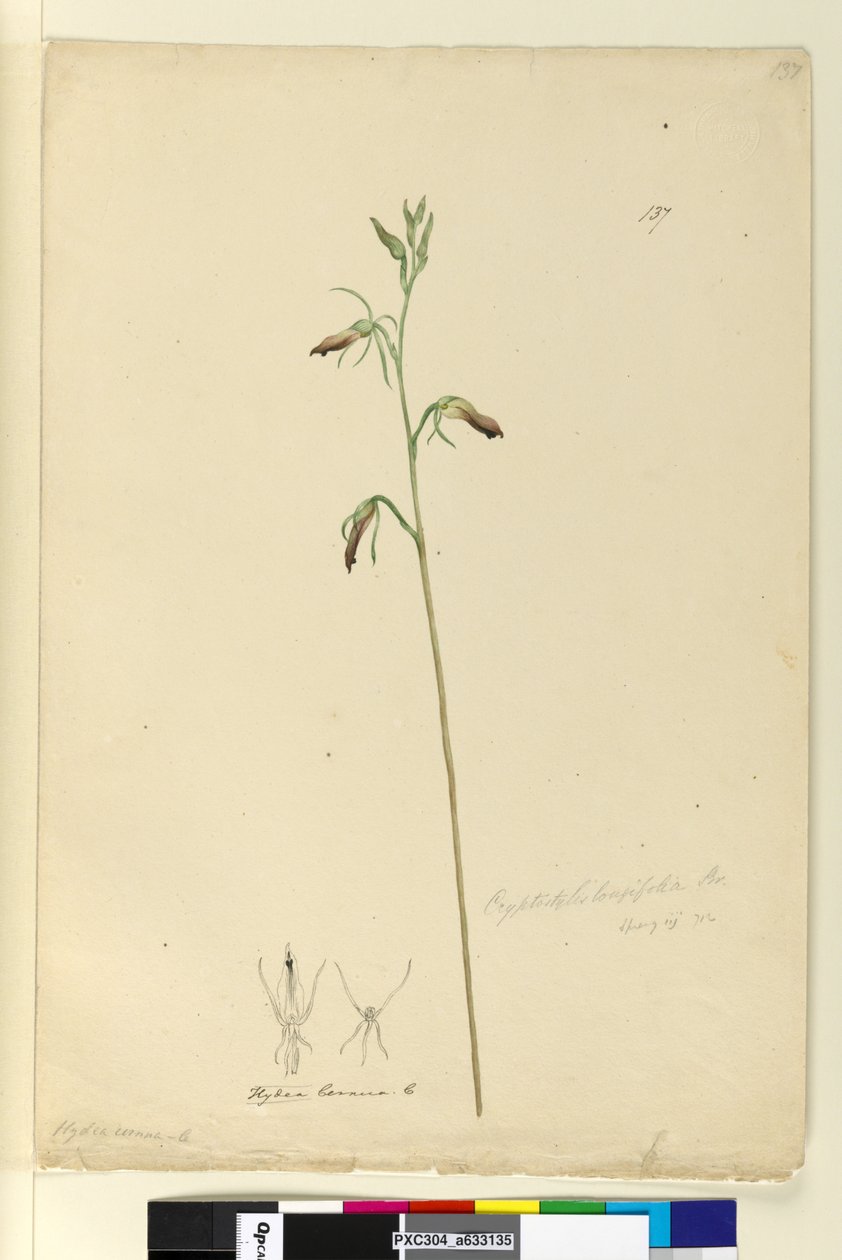 137. oldal Cryptostylis longifolia, 1803-06 körül (wc, toll, tinta és ceruza) alkotó: John William Lewin
