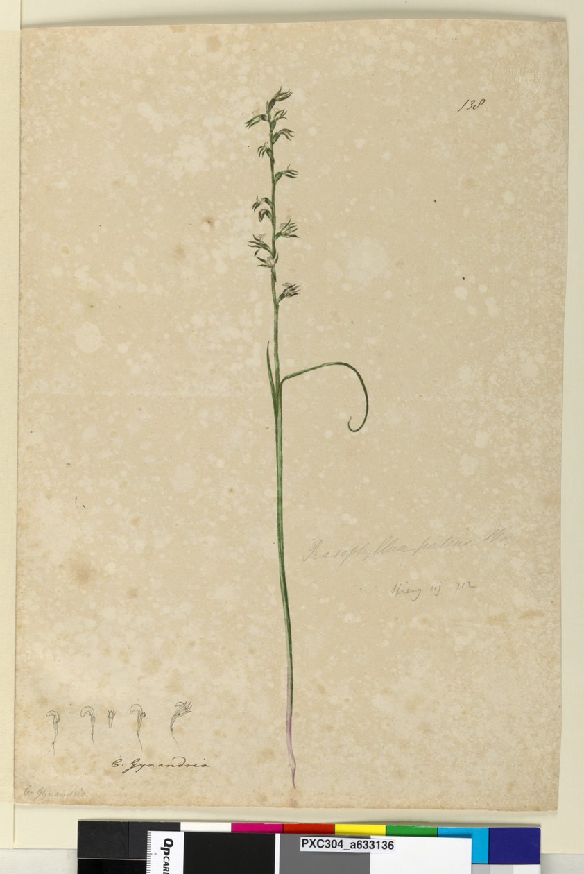 138. oldal Prasophyllum patens, c.1803-06 (wc, toll, tinta és ceruza) alkotó: John William Lewin