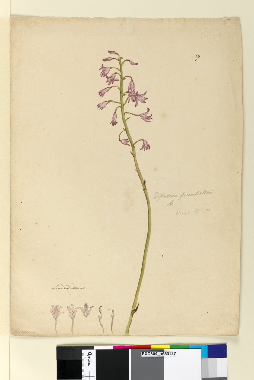 139. oldal. Dipodium punctatum, c.1803-06 (wc, toll, tinta és ceruza) alkotó: John William Lewin