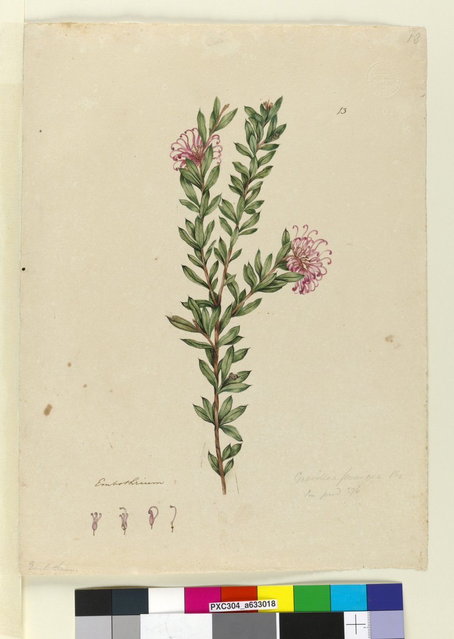 13. oldal Grevillea punicea, c.1803-06 (wc, toll, tinta és ceruza) alkotó: John William Lewin