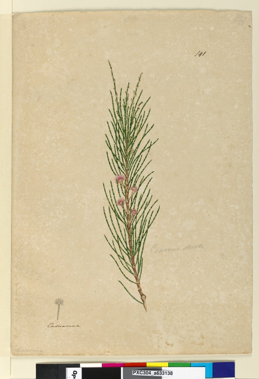 141. oldal Casuarina strictaAllocasuarina verticillata, c.1803-06 (wc, toll, tinta és ceruza) alkotó: John William Lewin