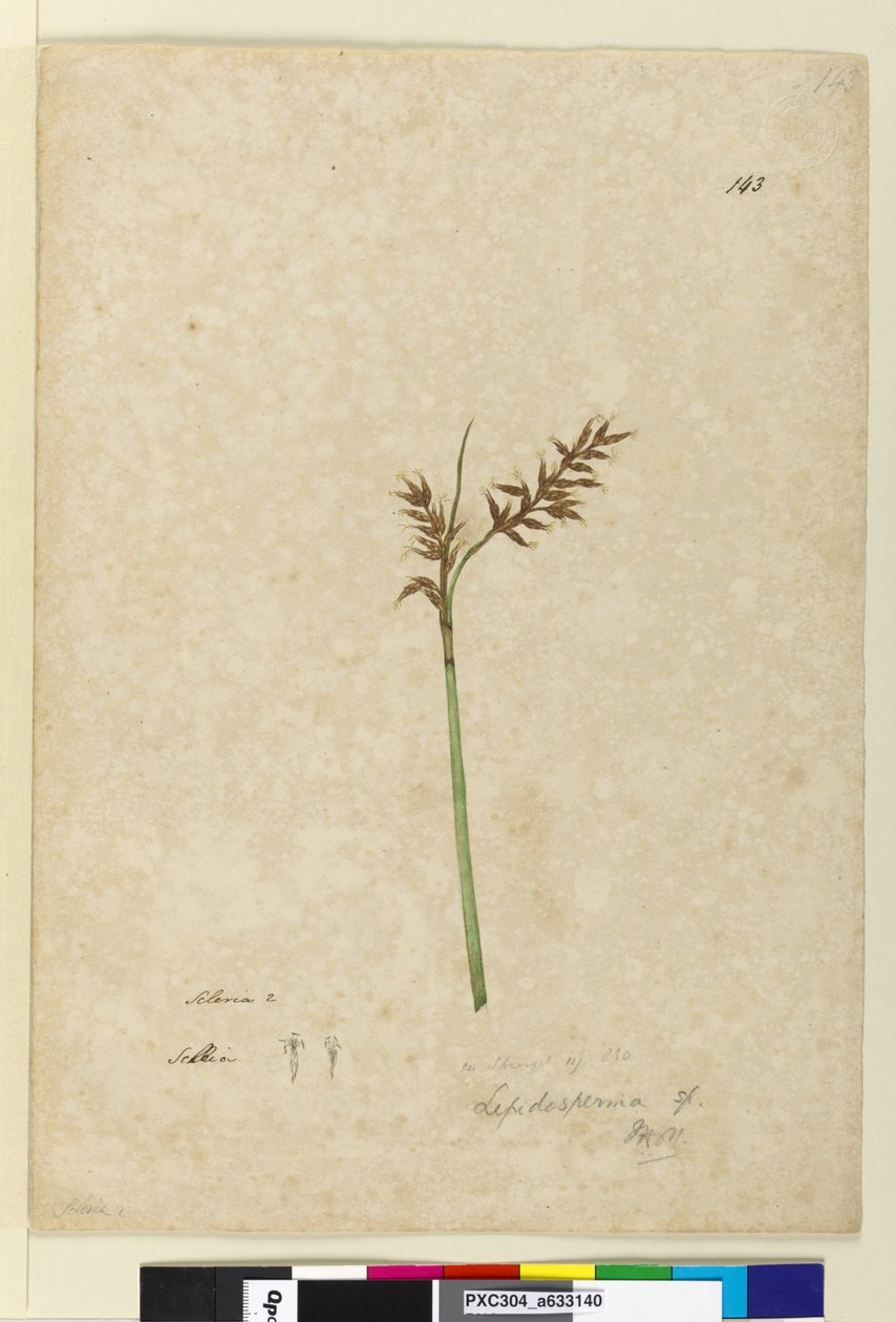 143. oldal Lepidosperma, c.1803-06 (wc, toll, tinta és ceruza) alkotó: John William Lewin