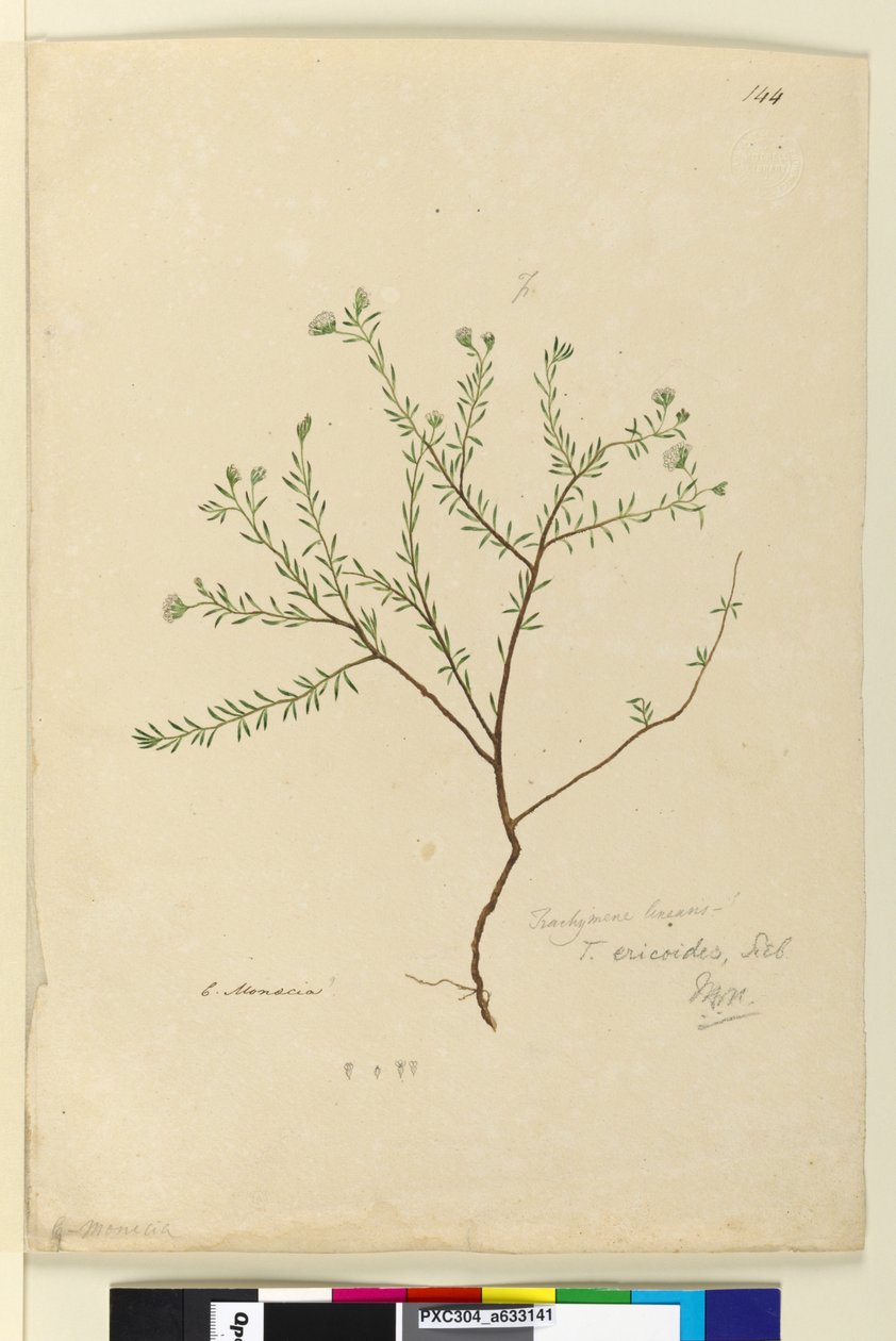 144. oldal. Trachymene linearis, c.1803-06 (wc, toll, tinta és ceruza) alkotó: John William Lewin