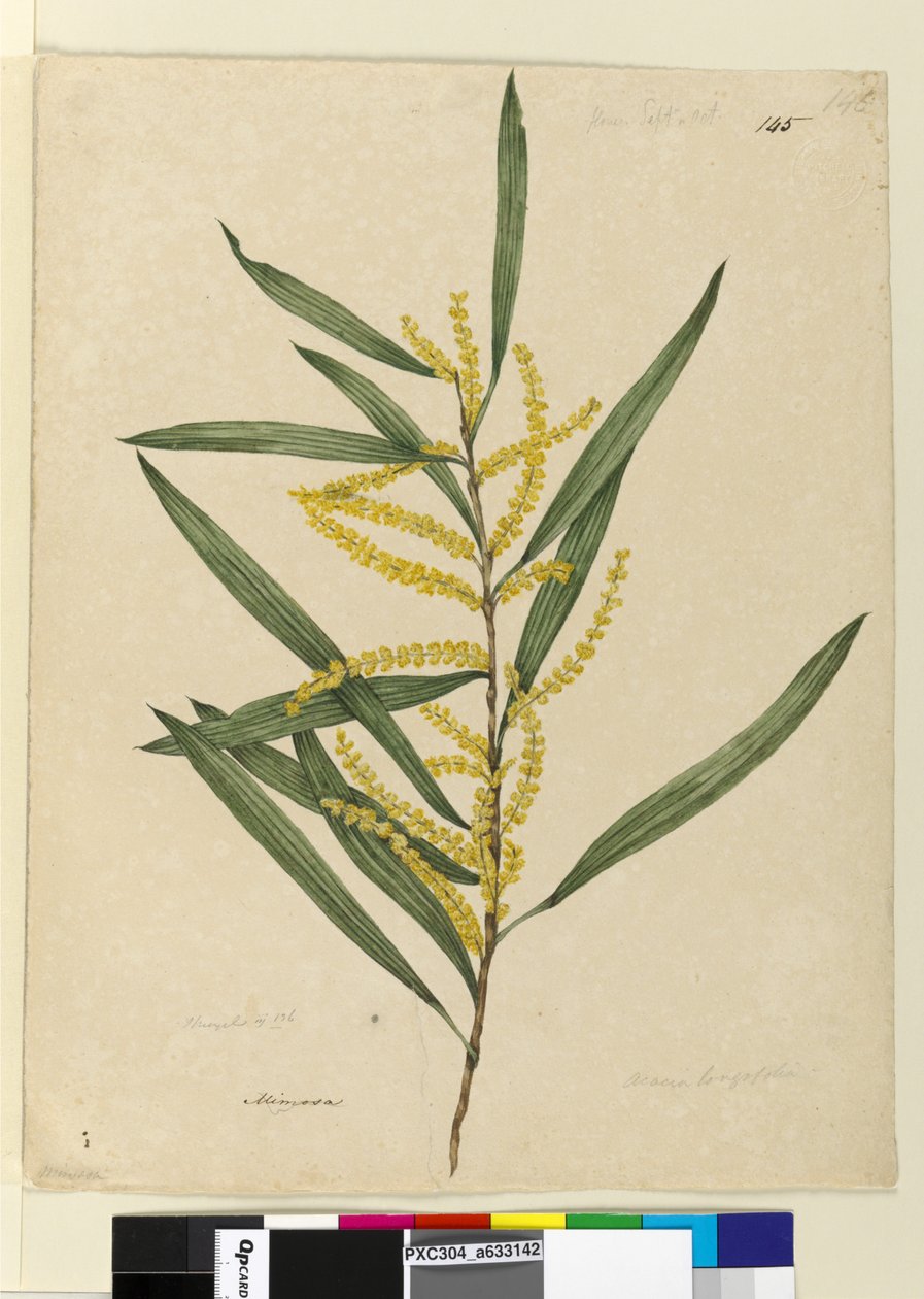 145. oldal. Acacia longifolia, kb. 1803-06 (wc, toll, tinta és ceruza) alkotó: John William Lewin