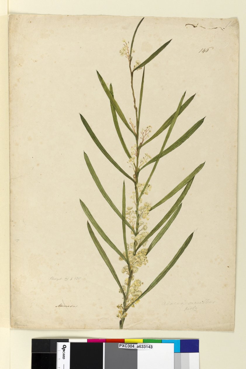 146. oldal. Acacia suaveolens, c.1803-06 (wc, toll, tinta és ceruza) alkotó: John William Lewin