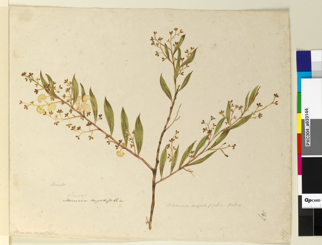 147. oldal Acacia myrtifolia, 1803-06 körül (wc, toll, tinta és ceruza) alkotó: John William Lewin