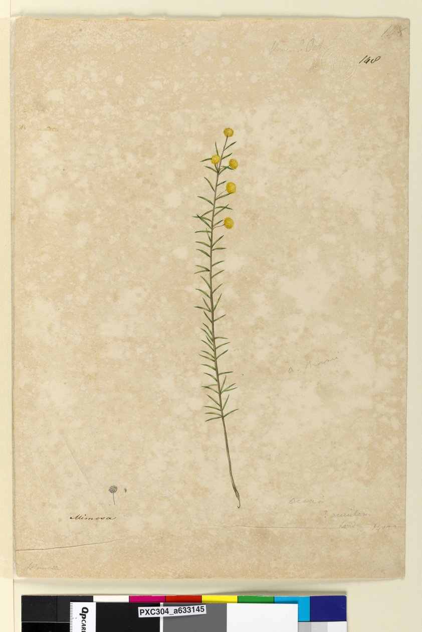 148. oldal. Acacia aciculares, c.1803-06 (akvarell, toll, tinta és ceruza) alkotó: John William Lewin