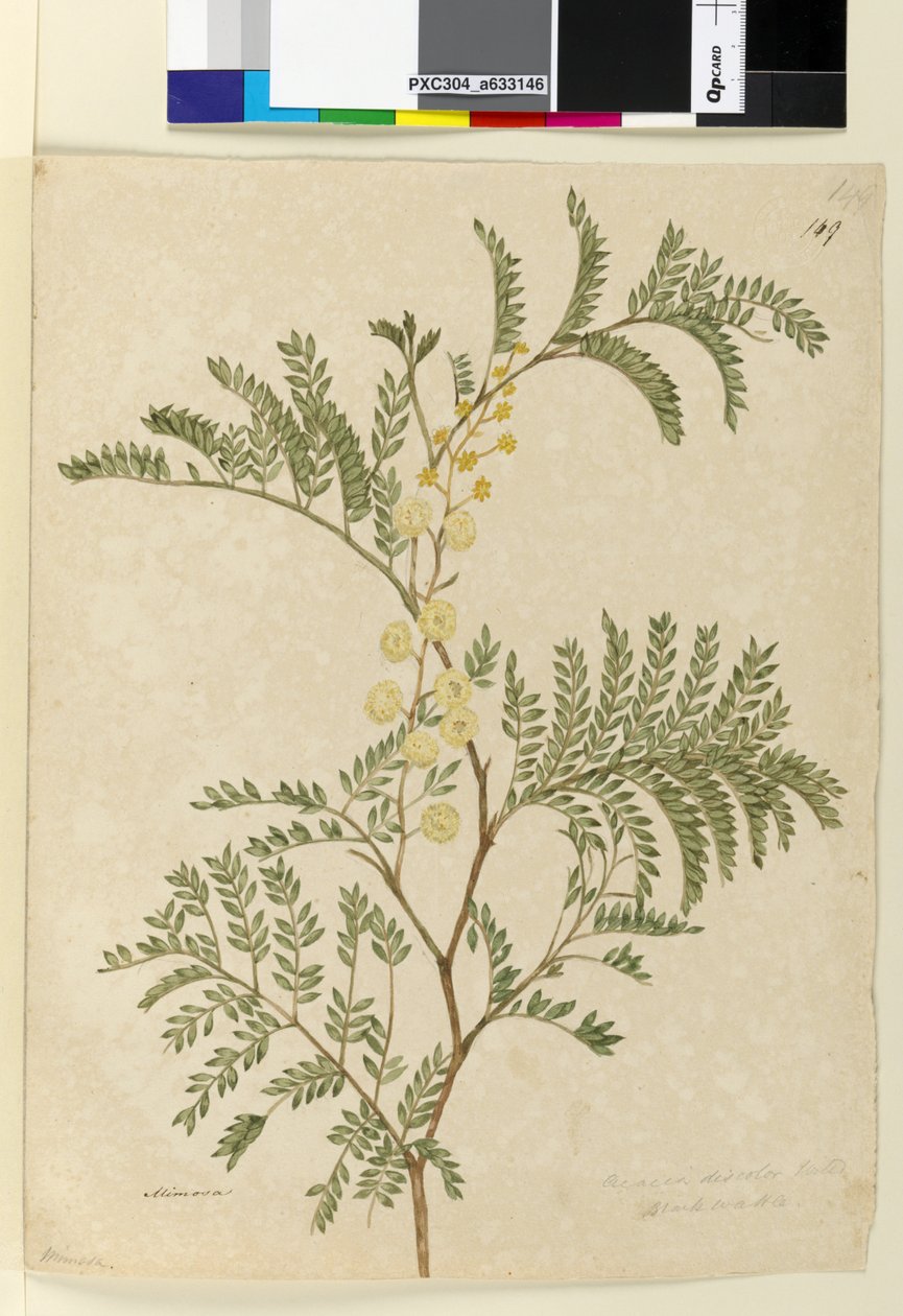 149. oldal. Acacia discolorAcacia terminalis, c.1803-06 (wc, toll, tinta és ceruza) alkotó: John William Lewin
