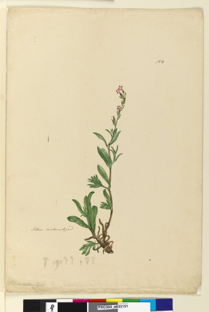 154. oldal Silene honosított, 1803-06 körül (wc, toll, tinta és ceruza) alkotó: John William Lewin
