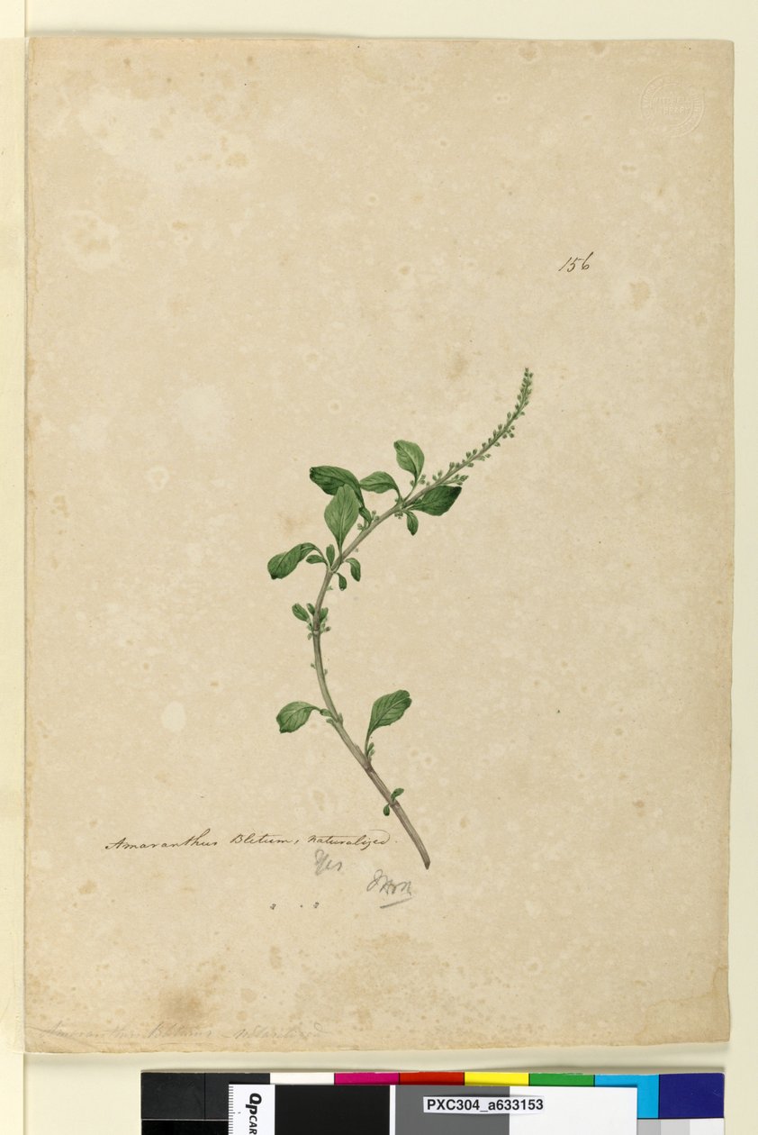 156. oldal Amaranthus Blitum, c.1803-06 (wc, toll, tinta és ceruza) alkotó: John William Lewin