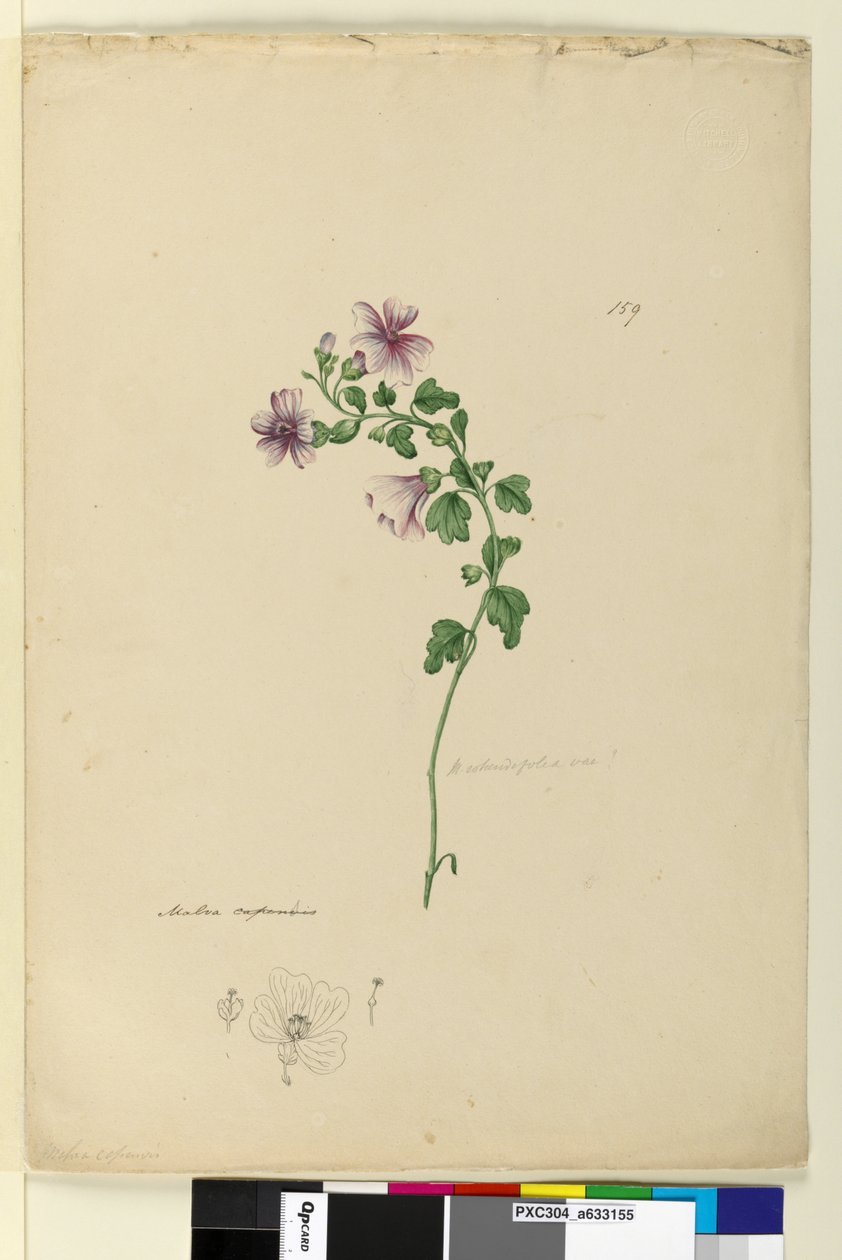 159. oldal Malva capensis, c.1803-06 (wc, toll, tinta és ceruza) alkotó: John William Lewin