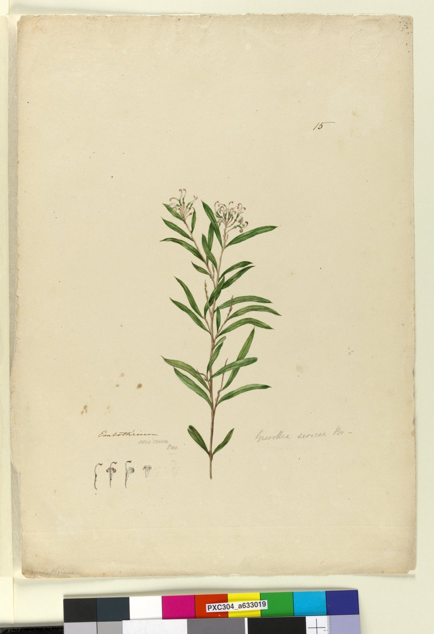 15. oldal Grevillea sericea, c.1803-06 (wc, toll, tinta és ceruza) alkotó: John William Lewin