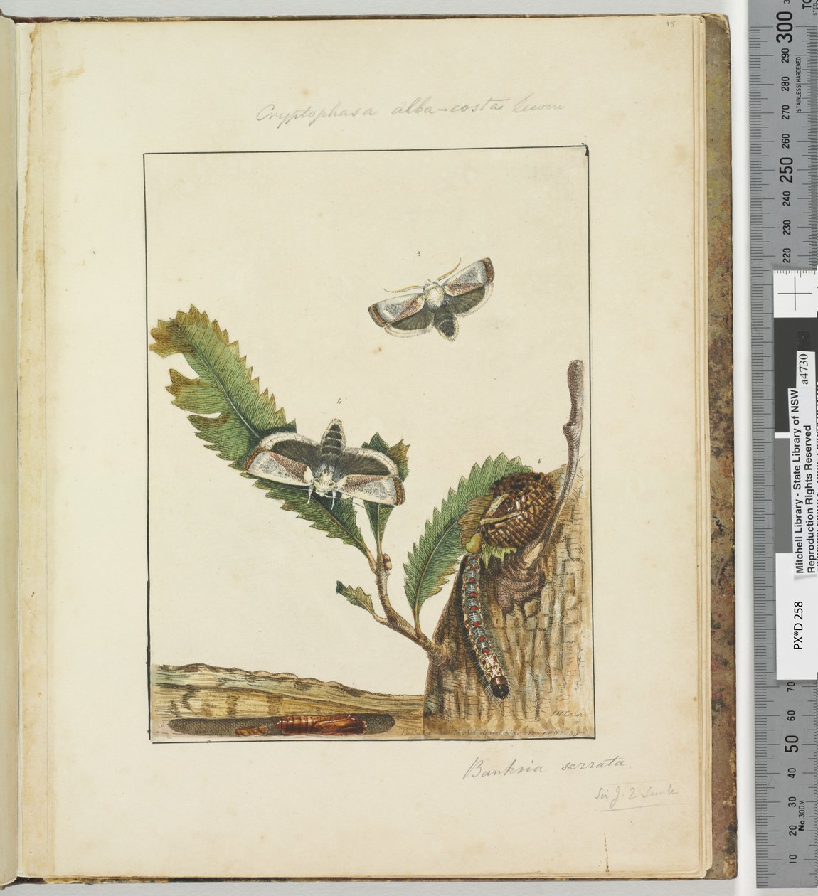 15. oldal. 4. tábla Cryptophasa alba, costa Lewin, 1803-04 (kézzel színezett rézkarcnyomatok) alkotó: John William Lewin